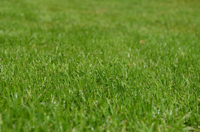 Fabled greenery